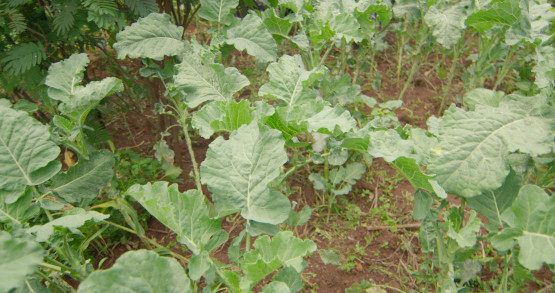 Horticulture Activities