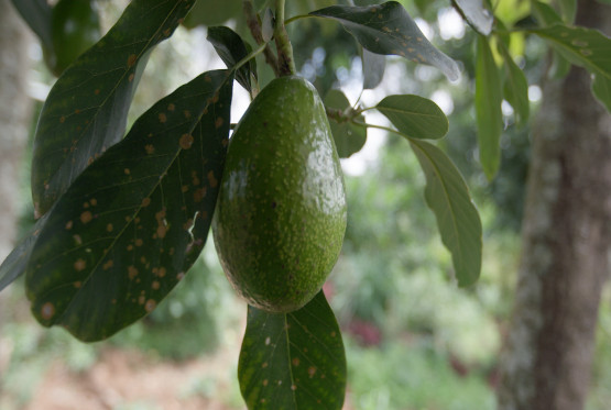 Agroforestry Benefits