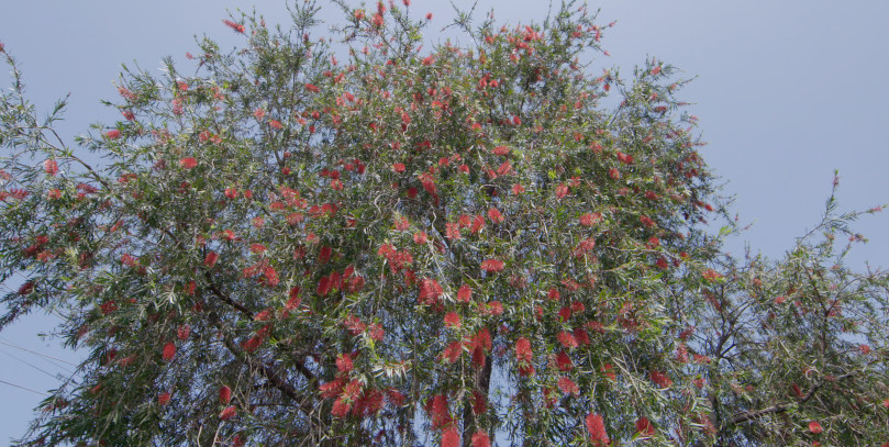 Trees and Tea Nurseries